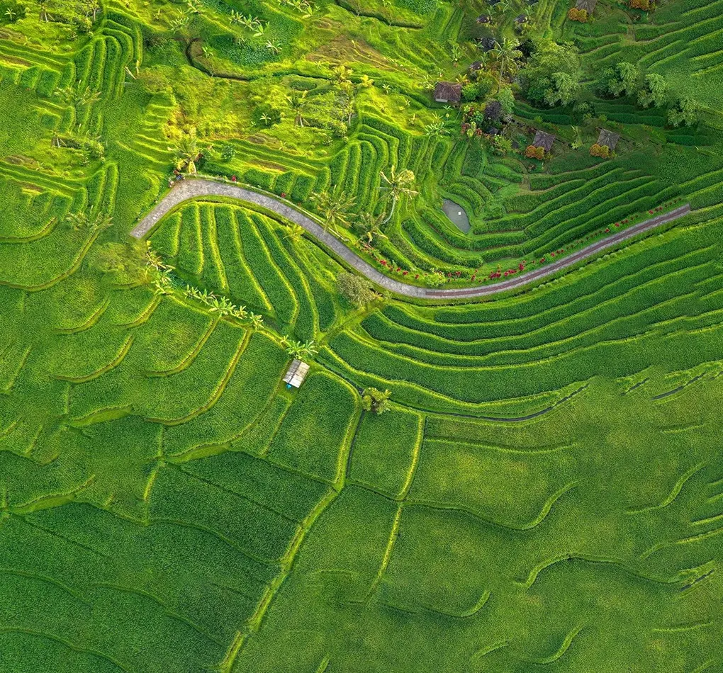 jatiluwih rice terraces