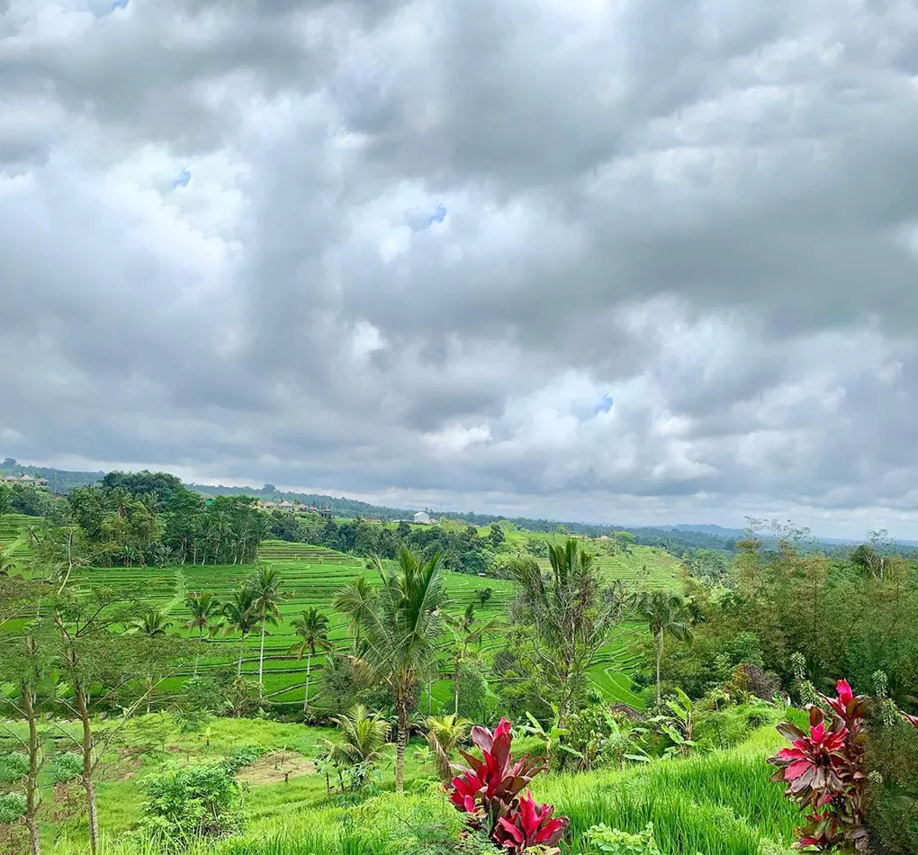 jatiluwih rice terraces