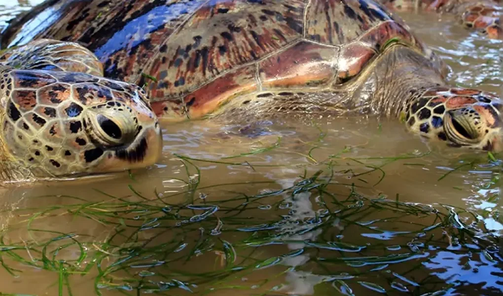 turtle island tanjung benoa