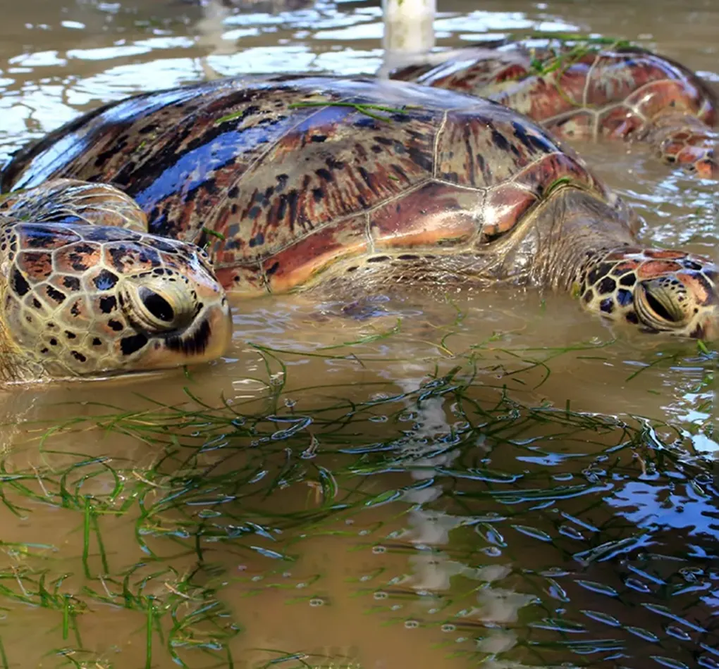 turtle island tanjung benoa